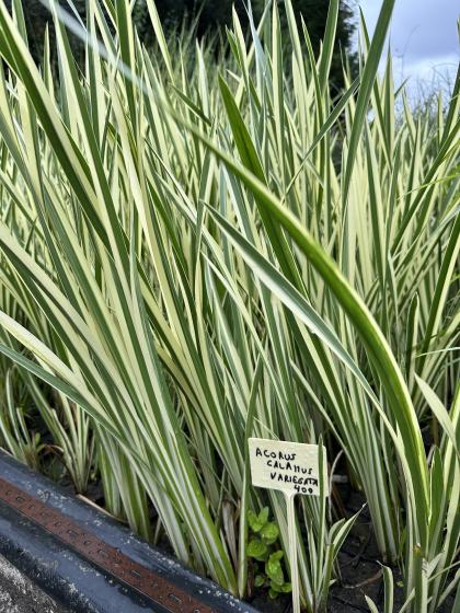 ACORUS calamus Variegatus