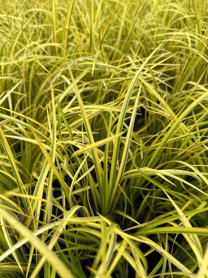 ACORUS gramineus Ogon