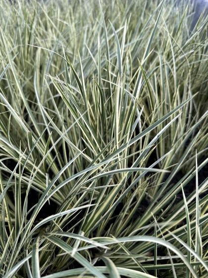 ACORUS gramineus Variegatus