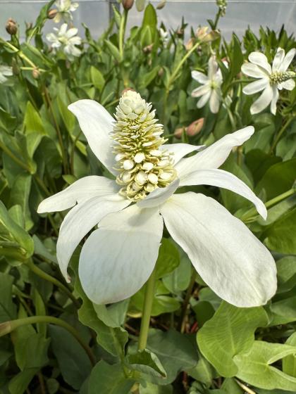ANEMOPSIS californica