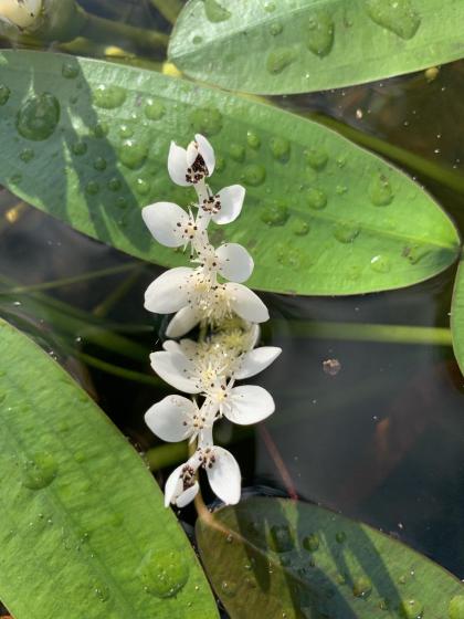 APONOGETON distachyos