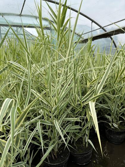 ARUNDO donax Variegata