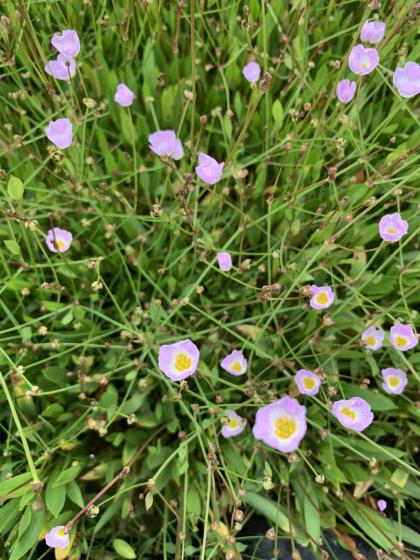 BALDELLIA ranunculoïdes