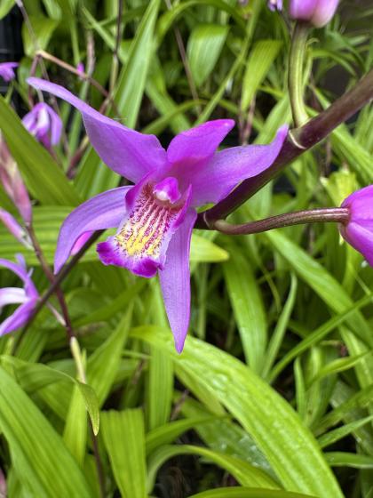 BLETILLA striata
