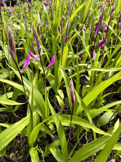 BLETILLA striata