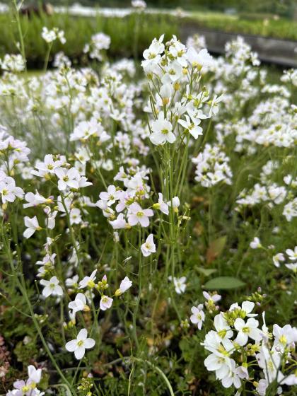 CARDAMINE praetensis