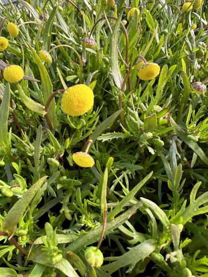 COTULA coronopifolia