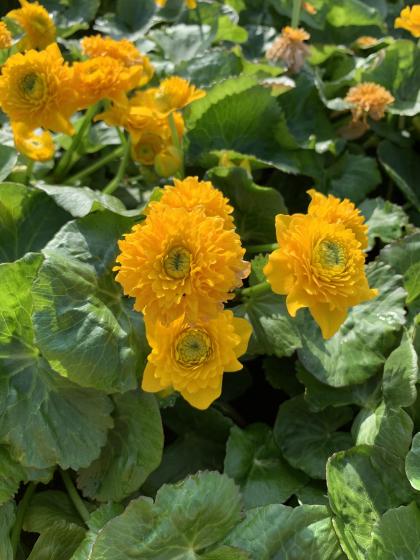 CALTHA Palustris Multiplex