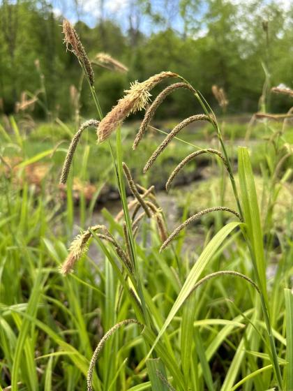 CAREX pendula