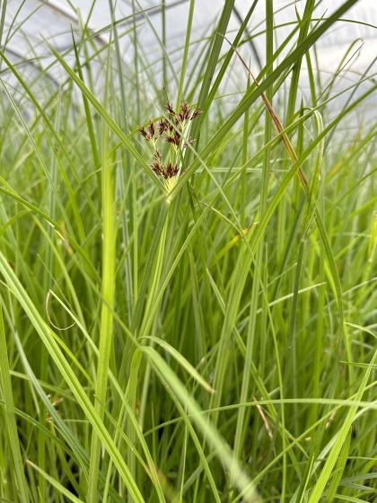 CYPERUS longus