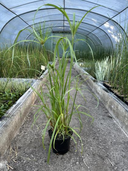 CYPERUS papyrus
