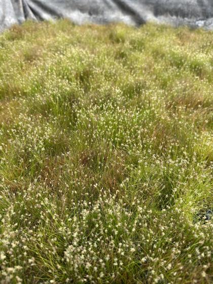 ELEOCHARIS acicularis