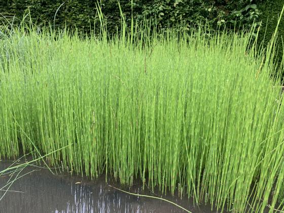 EQUISETUM fluviatilis