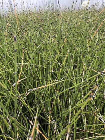 EQUISETUM scirpoïdes