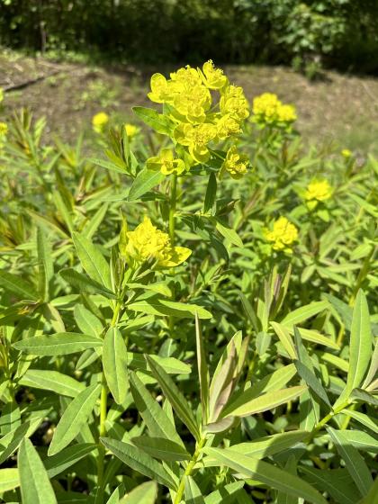 EUPHORBIA palustris