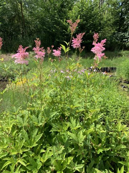 FILIPENDULA  rubra Venusta