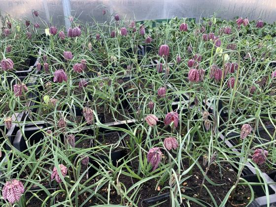 FRITILLARIA meleagris