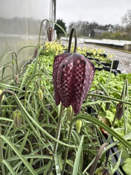 FRITILLARIA meleagris