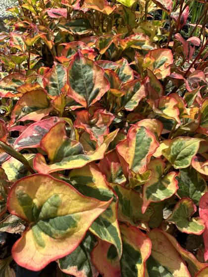 HOUTTUYNIA cordata Chameleon