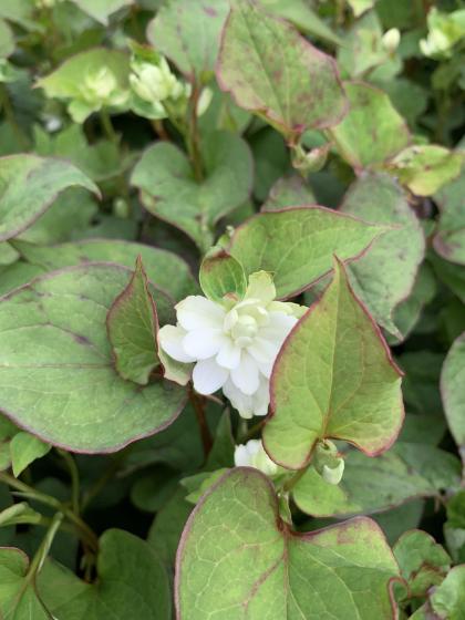 HOUTTUYNIA cordata Plena
