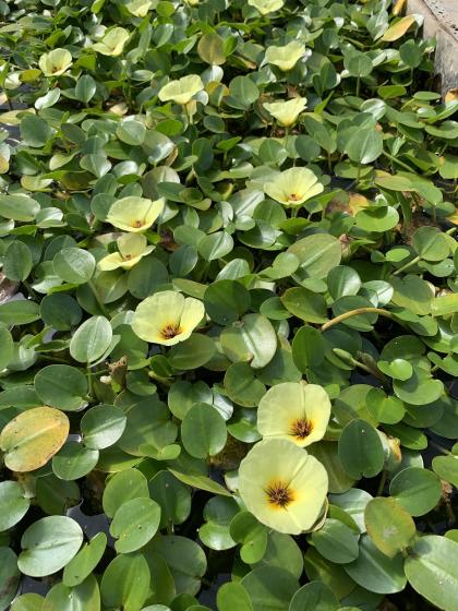 HYDROCLEYS nymphoides