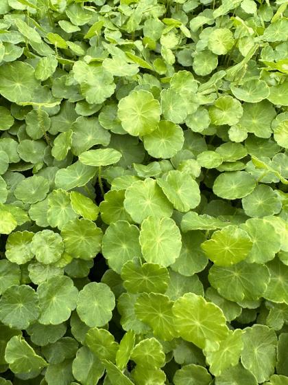HYDROCOTYLE vulgaris