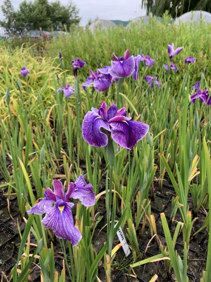 IRIS kaempfery Mandarin