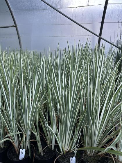 IRIS kaempfery Variegata (ensata)