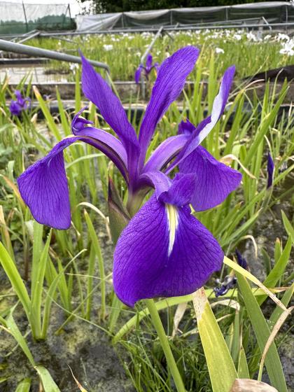 IRIS laevigata Bleu