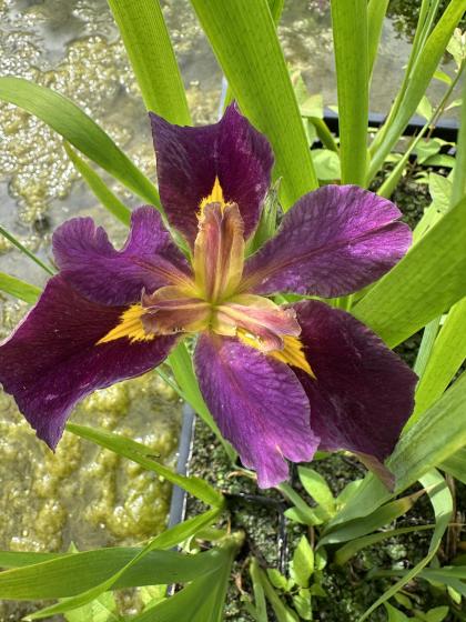 IRIS Louisiana Hurrican Party