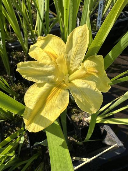 IRIS Louisiana Laure Louise