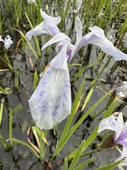 IRIS laevigata Mottle Beauty