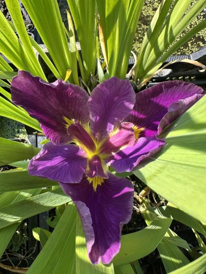 IRIS Louisiana Mighty Rich