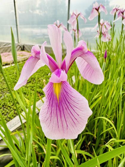 IRIS laevigata Rose Queen