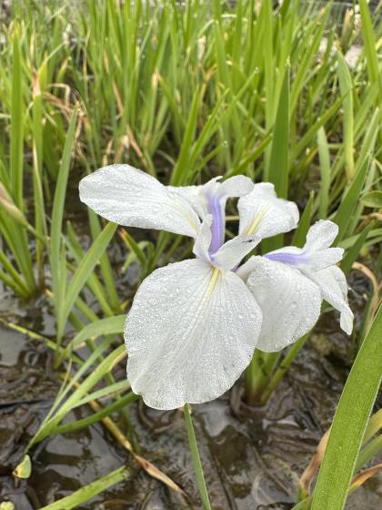 IRIS laevigata Snowdrift
