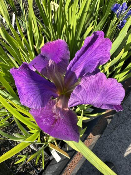 IRIS Louisiana Spacy Cajun