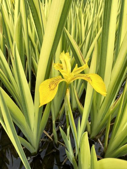 IRIS pseudacorus Variegatus
