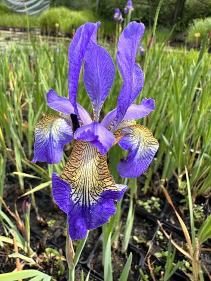IRIS siberica Bleu