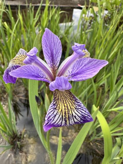 IRIS versicolor
