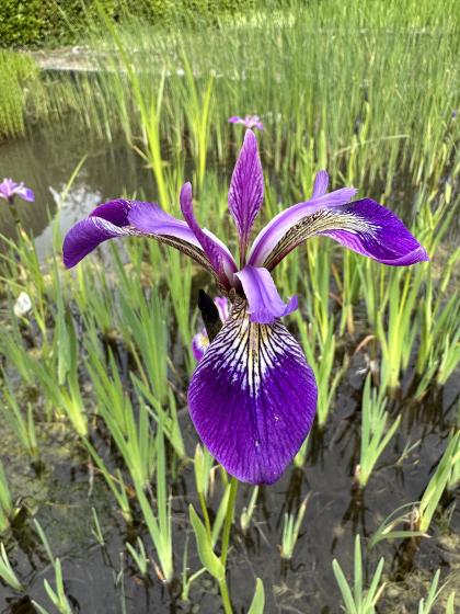 IRIS versicolor Kermessina