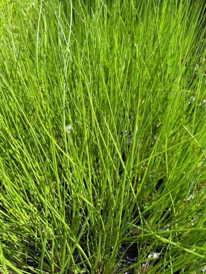 JUNCUS effusius