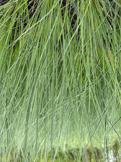 JUNCUS inflexus (glaucus)