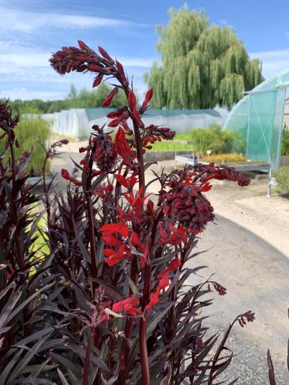 LOBELIA cardinalis Queen Victoria