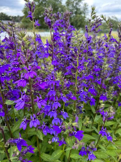 LOBELIA vedariensis