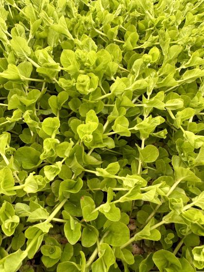 LYSIMACHIA nummularia