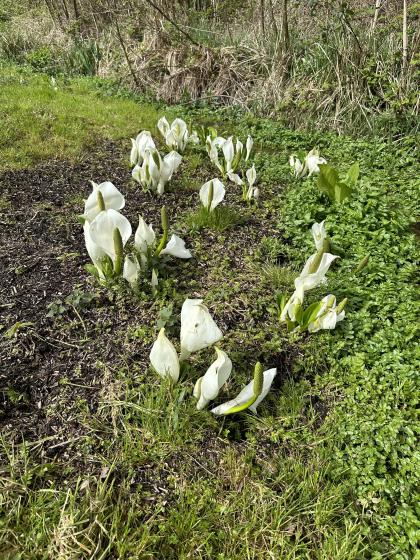 LYSICHITUM camtschatcense