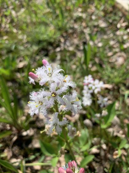 MENYANTHES trifoliata