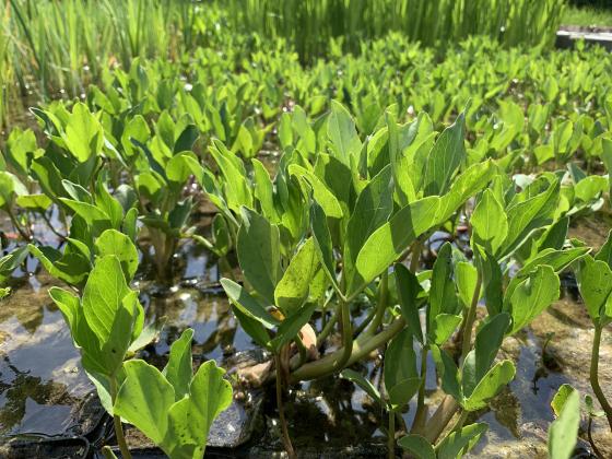 MENYANTHES trifoliata