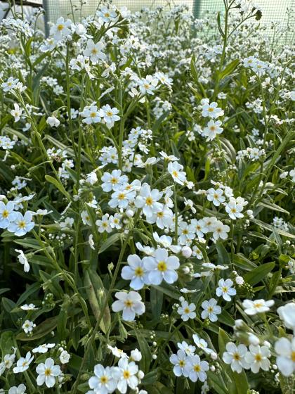 MYOSOTIS palustris Snowflake