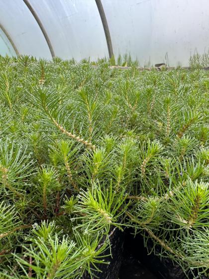 MYRIOPHYLLUM propium